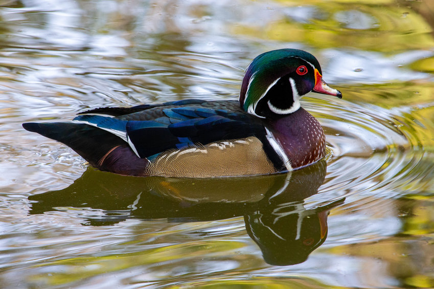 A wood duck swims on Littleton's Sterne Lake in October 2020.